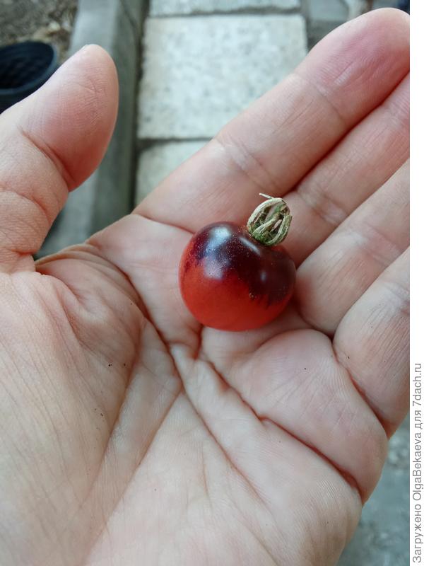 Индиго черника