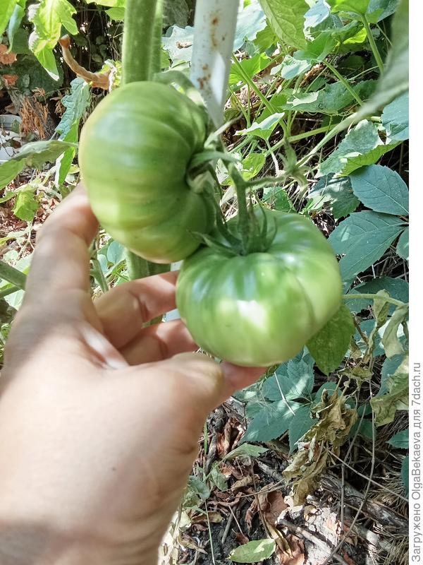 Ирландский ликер