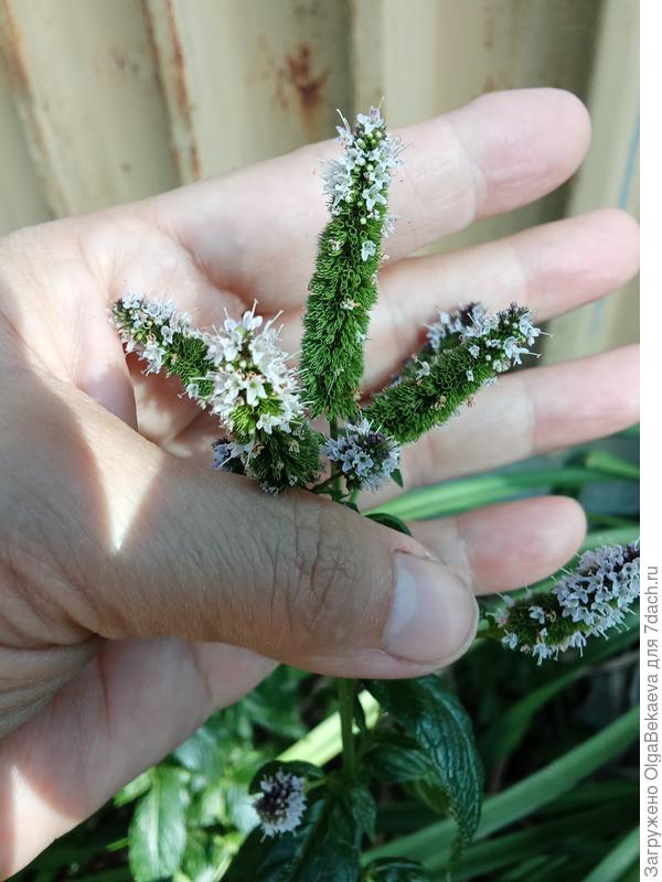 Мята перечная, &quot;классическая&quot;. Листьев между цветами нет, кисти длинные.