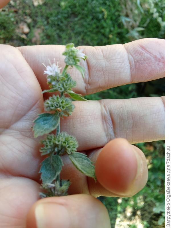 Мята кондитерская, круглолистная.