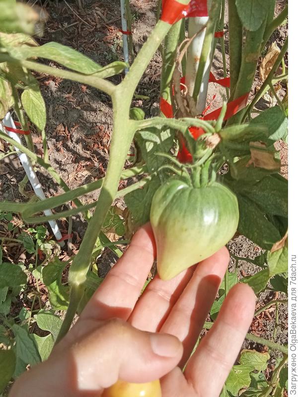 Тайга. Болел-болел, очнулся.