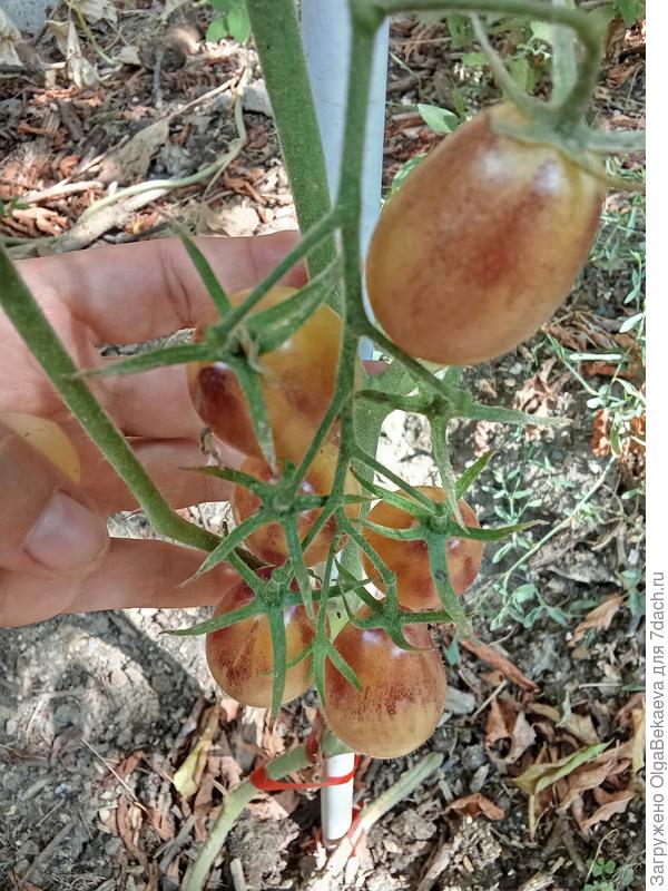 Сказочный ангел