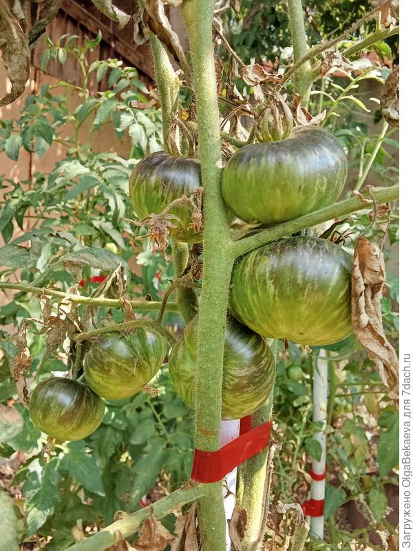 Зеленая богиня Ксанаду