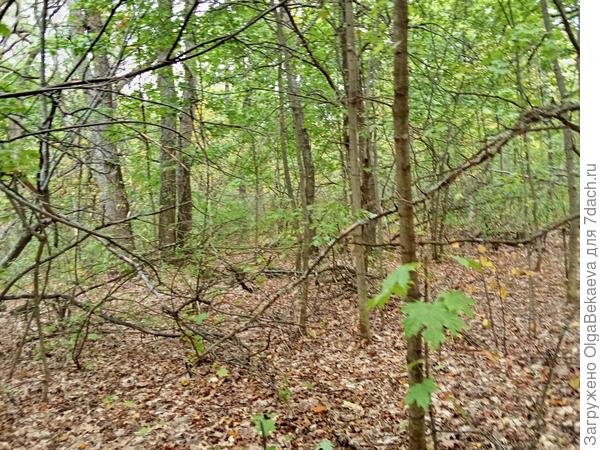 А лесок, вроде, красивый. Но год не грибной.