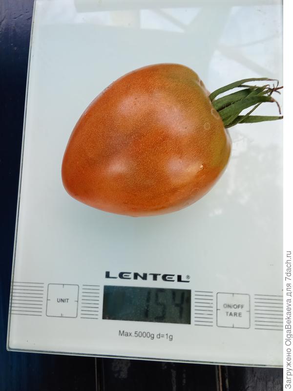 Суровая дыня немцев Поволжья