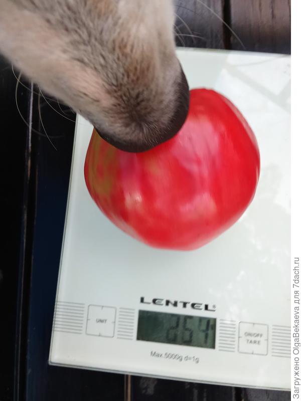 Помощник проверяет