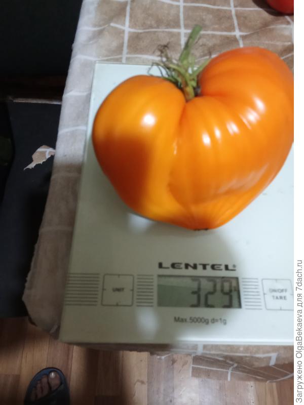 Самый большой -Лискин нос!