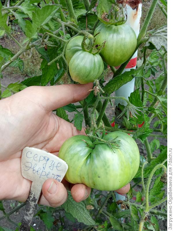 Ржавое сердце Эверетта