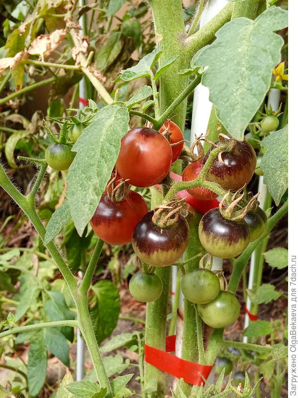 Классические индиго черника