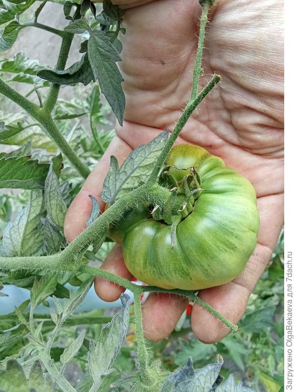 Каменный домик тети Юлы