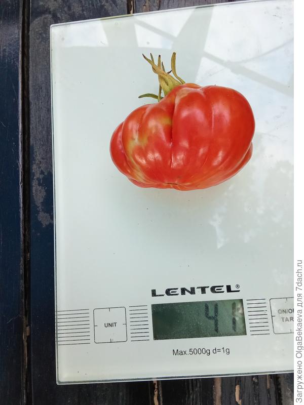 Пузата хата