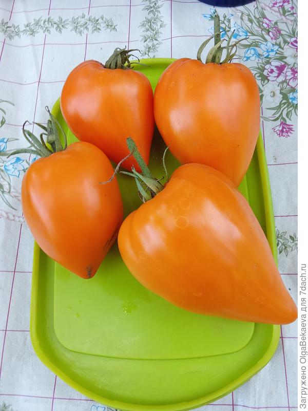 Типичные Лискины носы