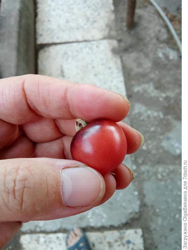 На самом деле он бледнее