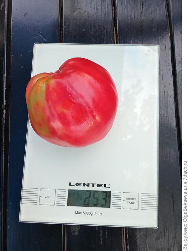 Бабушкин из тайги