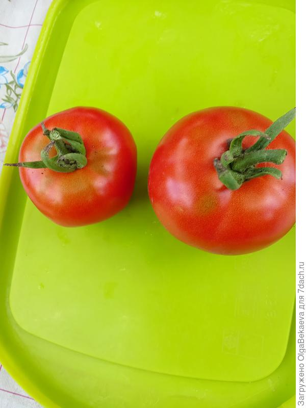 Ультра ранний низкорослый Курочка ряба. Можно растить в горшке.