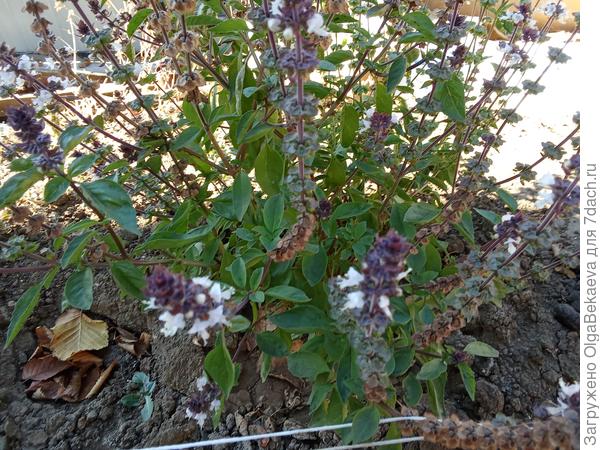 Базилик. Ещё растет, хотя ночью +4