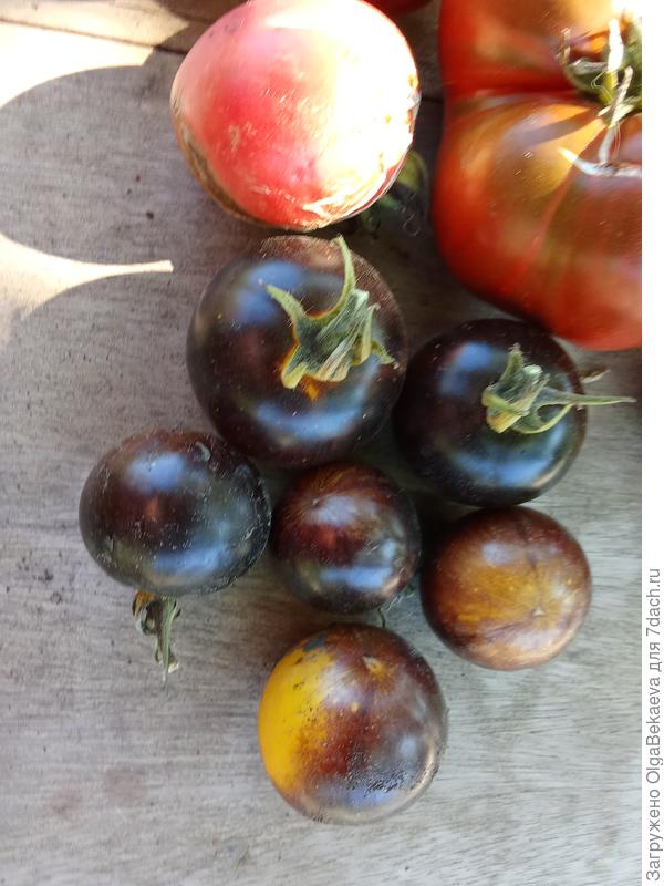 Полосы былого. Симпатичные урожайные "негритята". Есть можно.