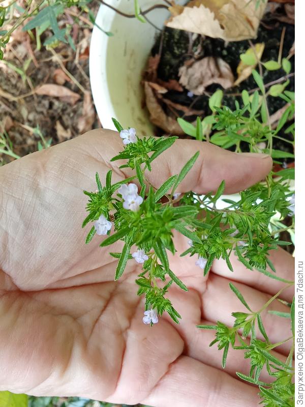 Чабер садовый однолетний