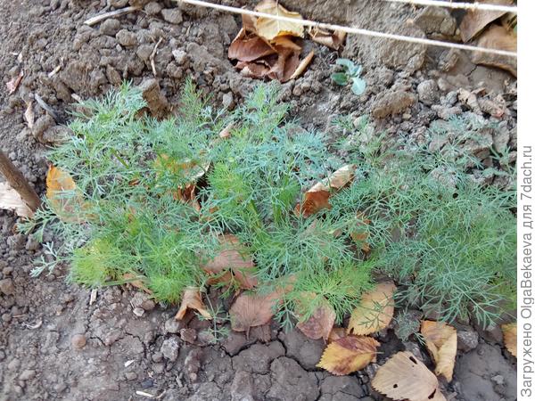 Осенний укроп.