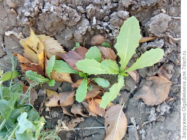 Уйсун, спаржевый салат.