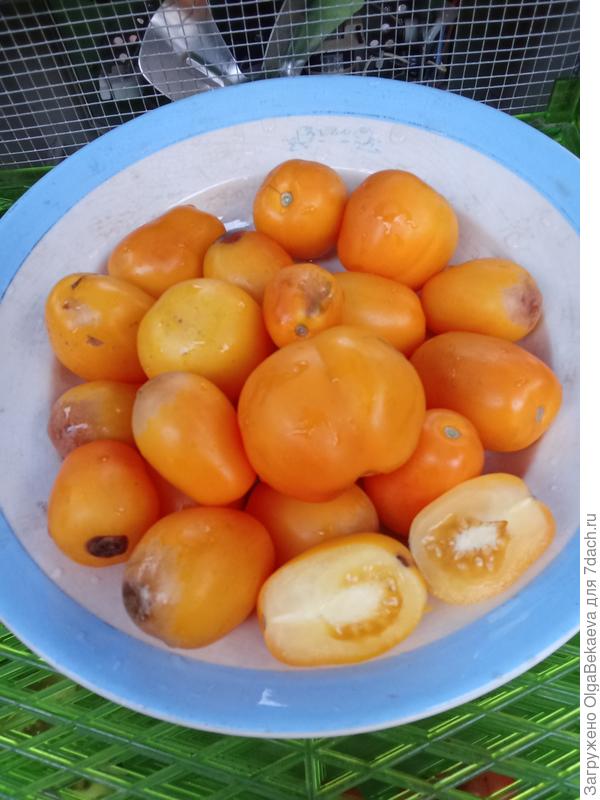 Сливка Бендрика жёлтая. Для вяления, но оказался вкусным.