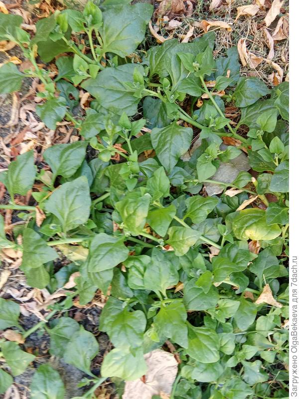 Новозеландский шпинат