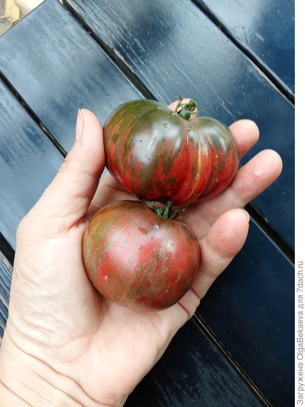 Амурский тигр. Вкусный, но ранее был неурожайный. Вырос самосевом