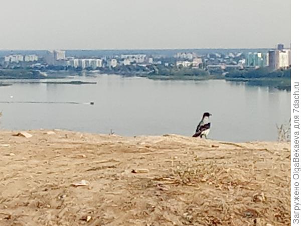 Вороне тоже нравится панорама.