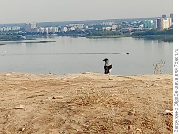 Ворона долго сидела и любовалась видами.