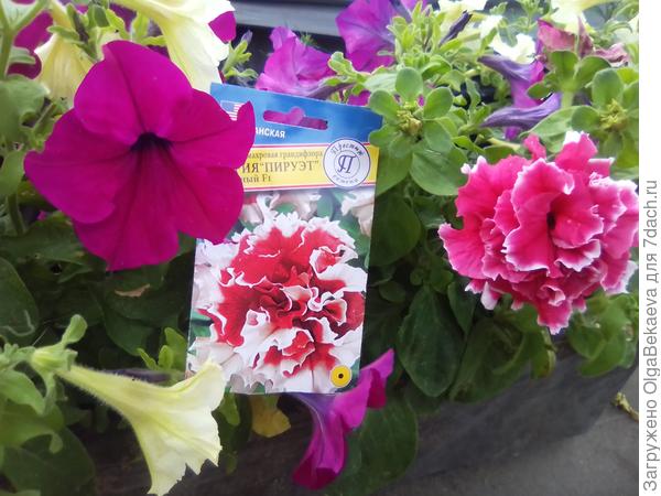 Петуния Пируэт