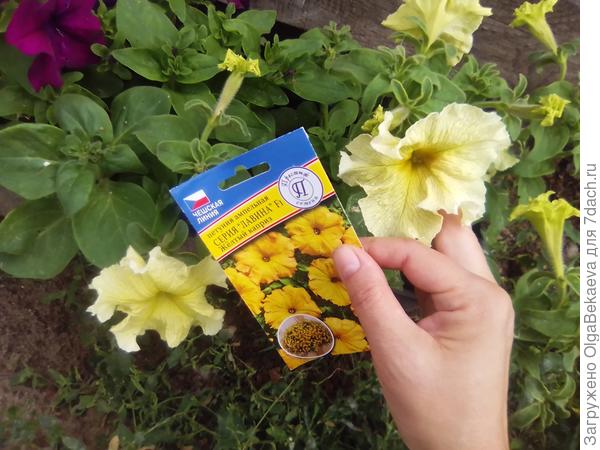 Эта петуния на картинку не похожа, но лучше - у нее р