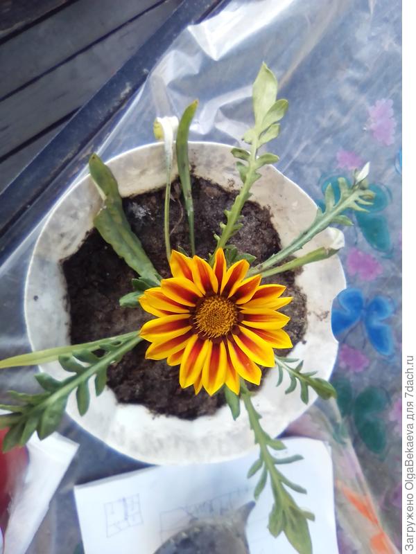 Гацания Дэйбрек F1