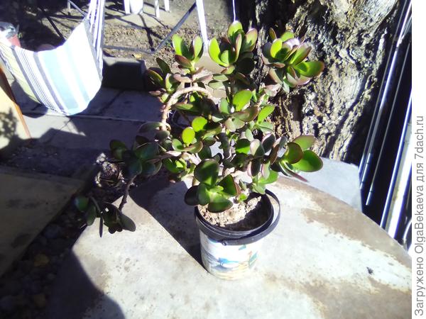 Толстянка октябрь