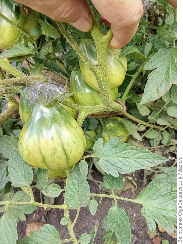 Ярсон-13 на кусте