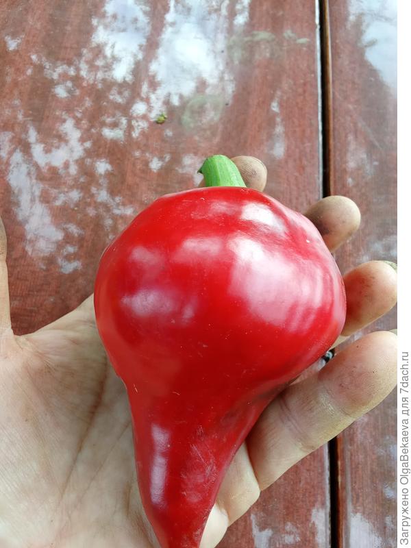 Леся красная