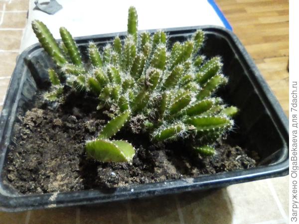 Драгон-фрукт