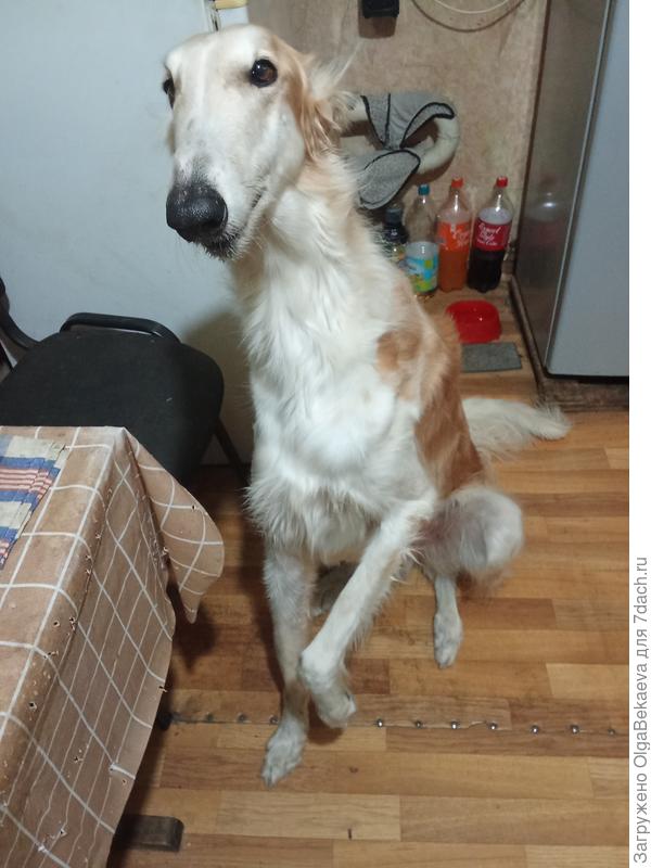 Просит добавки!