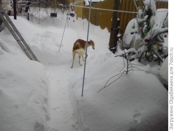 Собака гуляет