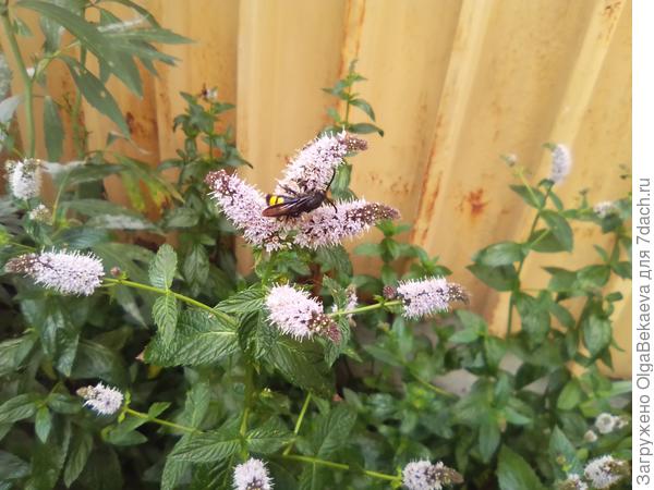 Оса дорожная на мяте