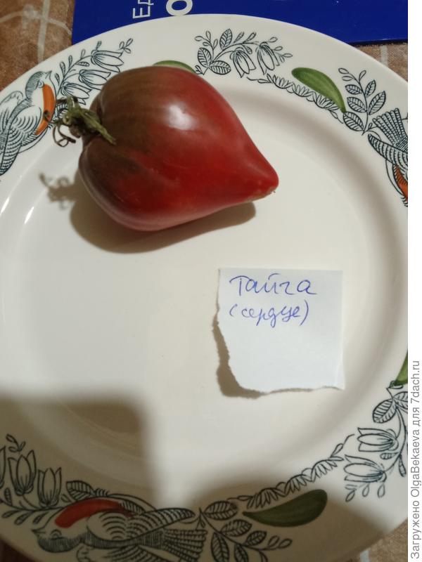 Томат Тайга