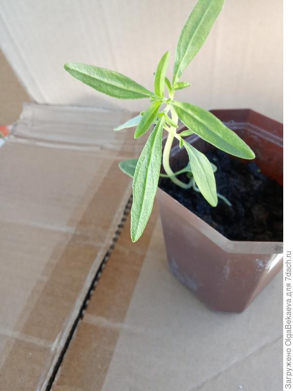 А это чабер садовый. Я пока не сажала, сам взошел!