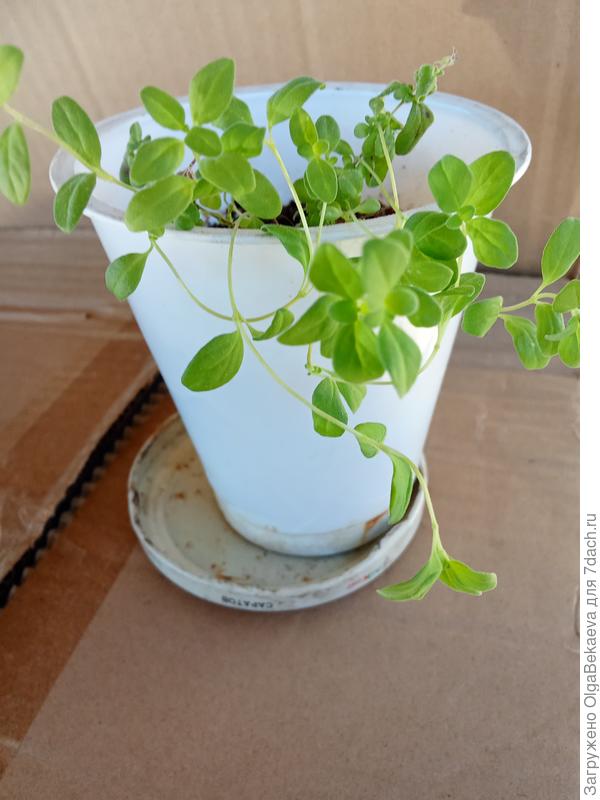 Майоран тоже перезимовал.