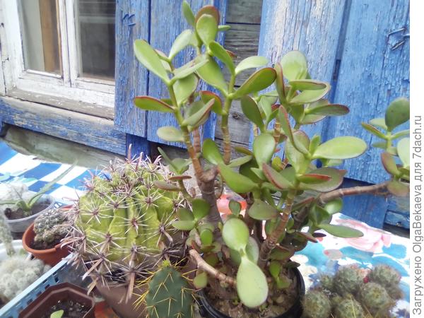 Моя толстянка