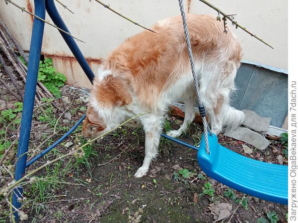 Собака ест рожь