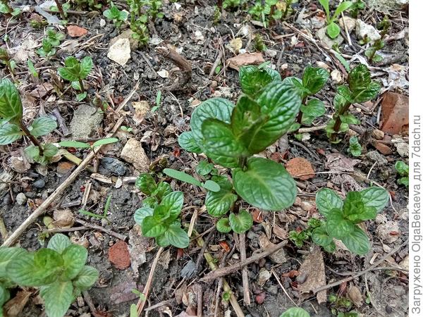 Перечная мята