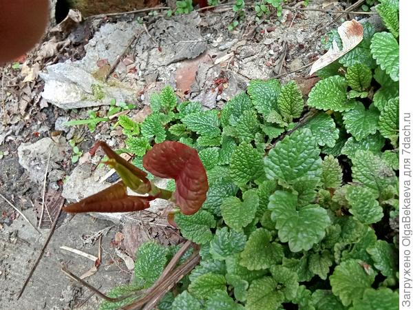 Рейнутрия, сахалинская гречиха, агрессор.