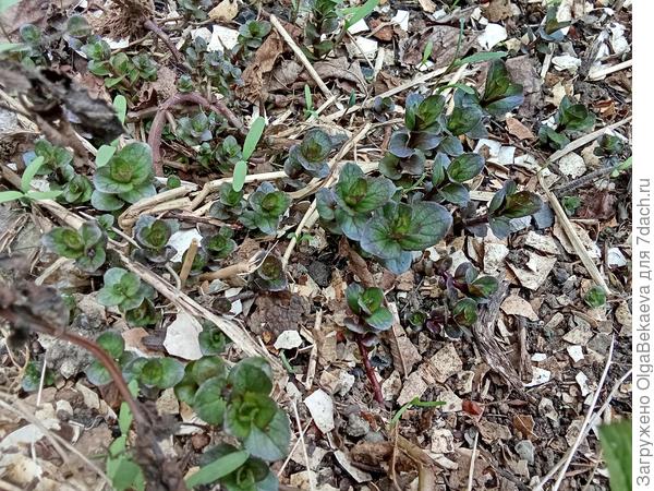 Эту мяту продавец назвала "конфетная"