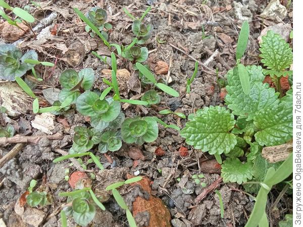 Мята круглолистная (яблочная, золотая, египетская)