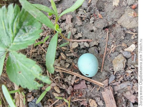 Птичье яйцо