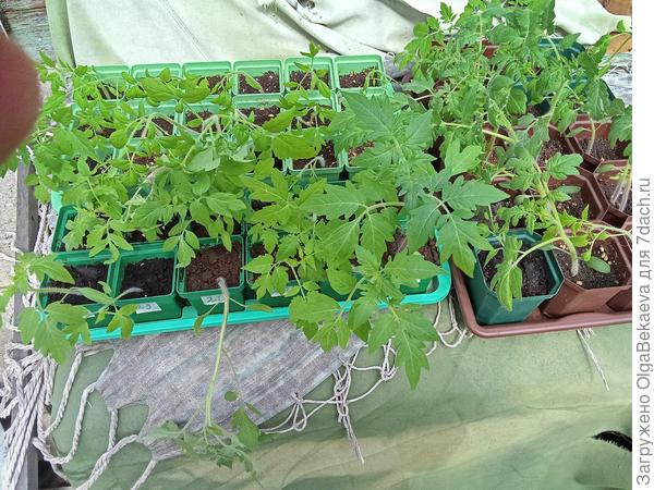 Рассада томатов